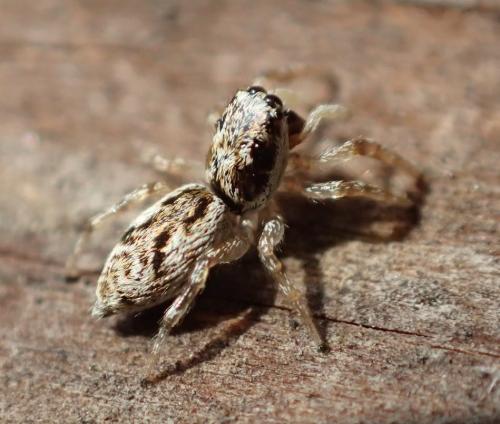 Salticus zebraneus